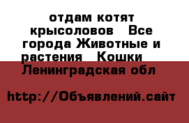 отдам котят крысоловов - Все города Животные и растения » Кошки   . Ленинградская обл.